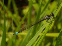 Ischnura elegans 10, Lantaarntje, male, Saxifraga-Kees Marijnissen