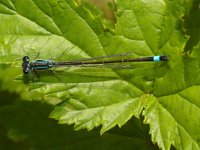 Ischnura elegans 12, Lantaarntje, male, Saxifraga-Kees Marijnissen