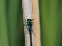 Ischnura elegans 14, Lantaarntje, male, Vlinderstichting-Tim Termaat