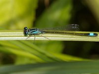 Ischnura elegans 15, Lantaarntje, male, Saxifraga-Kees Marijnissen