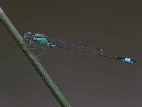 Ischnura elegans 17, Lantaarntje, male, Saxifraga-Luc Hoogenstein