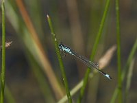 Ischnura elegans 19, Lantaarntje, Saxifraga-Willem van Kruijsbergen