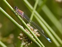 Lantaarntje 02 : Ischnura elegans, Lantaarntje, form rufus, female