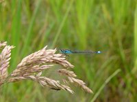 Ischnura elegans 25, Lantaarntje, Saxifraga-Harry van Oosterhout : insect, libel, lantaarntje, juffer