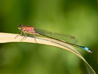 Vrouwtje Lantaarntje  Vrouwtje Lantaarntje met nog veel felle kleuren : Ischnura, Ischnura elegans, Lantaarntje, biotoop, dier, felle kleuren, insect, juffer, libel, libelle, macro, natuur, natuurbeheer, natuurbeleid, natuurlijk, natuurlijke, omgeving, sloot, slootkant, vrouwtje, waterjuffer, waterkwaliteit