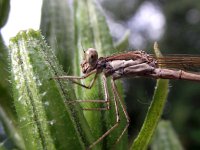 Ischnura elegans 28, Lantaarntje, Saxifraga-Frank Dorsman  Ischnura elegans, Lantaarntj​e Hillegom 290811