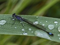 Lantaarntje 03 : Ischnura elegans, Lantaarntje, male