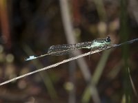 Ischnura elegans 36, Lantaarntje, Saxifraga-Willem van Kruijsbergen