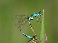 Ischnura elegans 4, Lantaarntje, Vlinderstichting-Andre den Ouden  [#Beginning of Shooting Data Section] Nikon D100   Focal Length: 250mm  White Balance: Auto  Color Mode: Mode III (sRGB)  2006/06/02 14:38:30  Exposure Mode: Aperture Priority  AF Mode: Manual  Hue Adjustment: 0°  JPEG (8-bit) Fine  Metering Mode: Spot  Tone Comp: Normal  Sharpening: Normal  Image Size:  Large (3008 x 2000)  1/320 sec - f/10  Flash Sync Mode: Not Attached  Noise Reduction: OFF  Exposure Comp.: 0 EV  Image Comment:                                       [#End of Shooting Data Section]