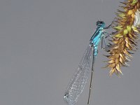 Ischnura elegans 6, Lantaarntje, Saxifraga-Frits Bink