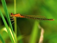 Ischnura pumilio, Scarce Blue-tailed Damselfly