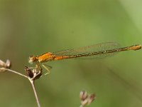 Ischnura pumilio 11, Tengere grasjuffer, Vlinderstichting-Jaap Bouwman