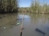 Ischnura pumilio 12, Tengere grasjuffer, Saxifraga-Rob Felix : Animalia, Arthropoda, Insecta, Odonata, Project Natuurbalans, animal, arthropod, dargonfly, dier, dieren, geleedpotige, geleedpotigen, insect, insecten, juffer, libel, libellen