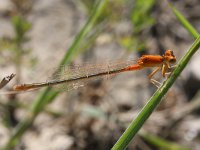 Ischnura pumilio 13, Tengere grasjuffer, Saxifraga-Rutger Barendse