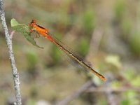 Ischnura pumilio 2, Tengere grasjuffer, female, Vlinderstichting-Tim Termaat