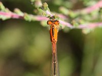 Ischnura pumilio 4, Tengere grasjuffer, female, Vlinderstichting-Tim Termaat