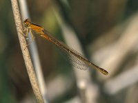 Ischnura pumilio 5, Tengere grasjuffer, female, Saxifraga-Robert Ketelaar