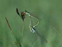 Ischnura pumilio 8, Tengere grasjuffer, tandem, Saxifraga-Robert Ketelaar