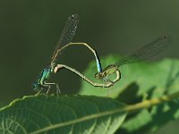 Ischnura pumilio 9, Tengere grasjuffer, tandem, Saxifraga-Robert Ketelaar