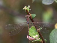 Lestes barbarus, Southern Emerald Damselfly