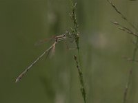 Lestes barbarus 2, Zwervende pantserjuffer, Saxifraga-Edo van Uchelen