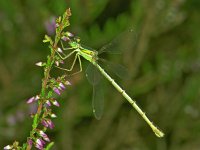 364_11, Zwerv pantserjuffer : Zwervende pantserjuffer, Lestes barbarus, female