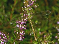 364_10, Zwerv pantserjuffer : Zwervende pantserjuffer, Lestes barbarus, female