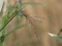 Lestes barbarus 5, Zwervende pantserjuffer, Saxifraga-Peter Meininger