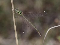 Lestes barbarus 6, Zwervende pantserjuffer, Saxifraga-Peter Meininger