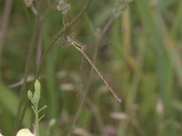 Lestes barbarus 7, Zwervende pantserjuffer, Saxifraga-Peter Meininger