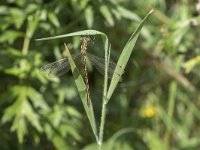 Lestes barbarus 9, Zwervende pantserjuffer, Saxifraga-Willem van Kruijsbergen