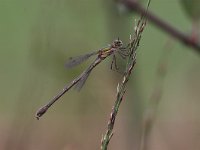 Lestes dryas, Scarce Emerald Damselfly