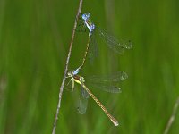 350_23A, Tangpantserjuffer : Tangpantserjuffer, Emerald Spreadwing, Lestes dryas, couple