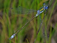 350_27A, Tangpantserjuffer : Tangpantserjuffer, Emerald Spreadwing, Lestes dryas, male