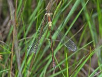 350_31A, Tangpantserjuffer : Tangpantserjuffer, Emerald Spreadwing, Lestes dryas, male