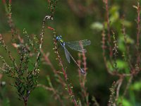 414D_31D, Tangpantserjuffer : Tangpantserjuffer, Emerald Spreadwing, Lestes dryas