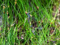 415D_13AD, Tangpantserjuff : Tangpantserjuffer, Emerald Spreadwing, Lestes dryas, couple