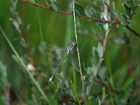 417D_23D, Tangpantserjuff : Tangpantserjuffer, Emerald Spreadwing, Lestes dryas