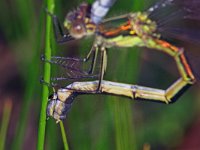 Tangpantserjuffer 349_29K : Tangpantserjuffer, Emerald Spreadwing, Lestes dryas, couple, egg laying