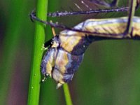 Tangpantserjuffer 349_89K : Tangpantserjuffer, Emerald Spreadwing, Lestes dryas, couple, egg laying