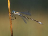 Lestes dryas 2, Tangpantserjuffer, male, Vlinderstichting-Antoin van der Heijden