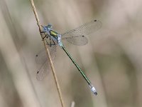 Lestes dryas 20, Tangpantserjuffer, Saxifraga-Henk Baptist