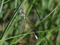 Lestes dryas 21, Tangpantserjuffer, Saxifraga-Henk Baptist