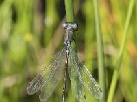 Lestes dryas 22, Tangpantserjuffer, Saxifraga-Willem van Kruijsbergen