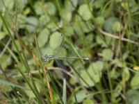 Lestes dryas 23, Tangpantserjuffer, Saxifraga-Willem van Kruijsbergen