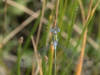 Lestes dryas 24, Tangpantserjuffer, Saxifraga-Willem van Kruijsbergen