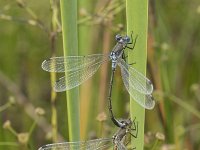 Lestes dryas 25, Tangpantserjuffer, Saxifraga-Willem van Kruijsbergen