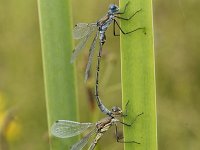 Lestes dryas 26, Tangpantserjuffer, Saxifraga-Willem van Kruijsbergen