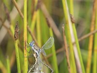 Lestes dryas 27, Tangpantserjuffer, Saxifraga-Willem van Kruijsbergen