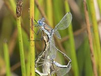 Lestes dryas 28, Tangpantserjuffer, Saxifraga-Willem van Kruijsbergen